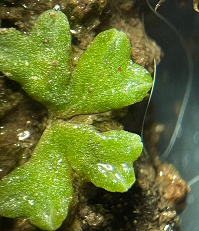 Riccia bifurca